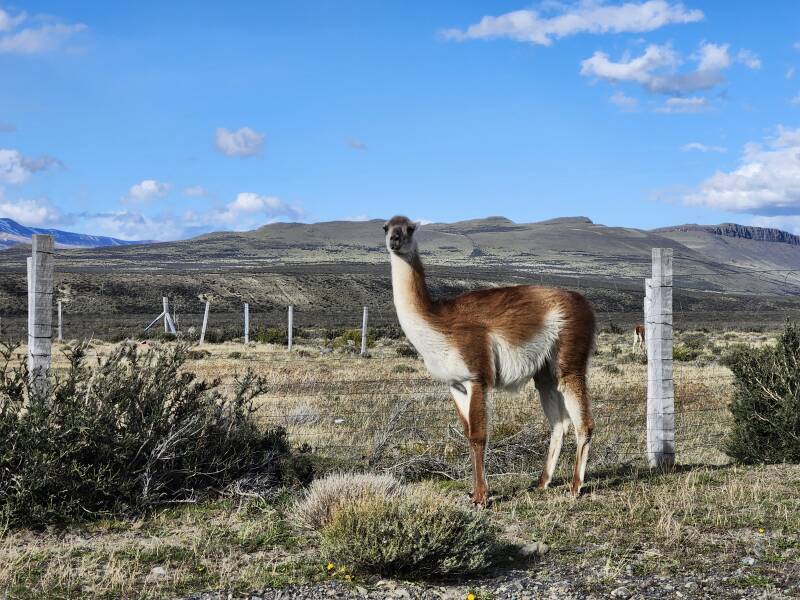 Guanaco along the road.