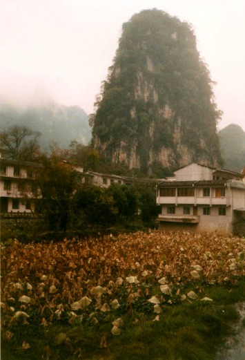Field of giant fungus in Yangshuo, China.