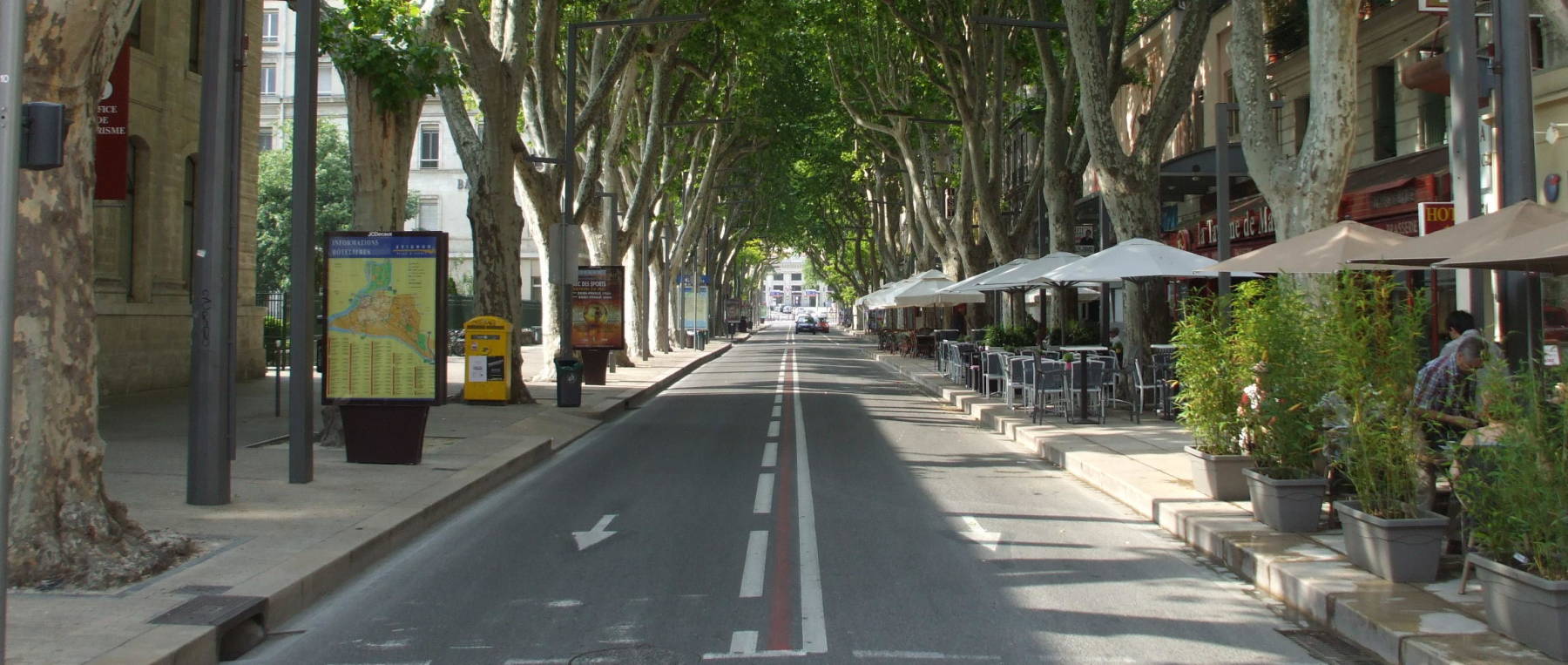 Plane trees lining a street in Aix-en-Provence.