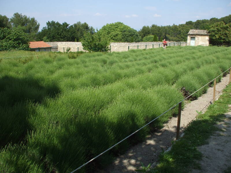 The lavender gardens at the Maison de Santé St-Paul in St-Rémy-de-Provence.