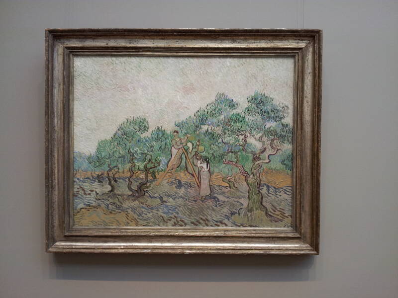 Vincent Van Gogh's painted this version of 'Olive Orchard' in 1889 at the Maison de Santé St-Paul in St-Rémy-de-Provence, it is now in the National Gallery of Art in Washington D.C.