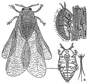 Daktulosphaira vitifoliae, of family phylloxeridae, from https://en.wikipedia.org/wiki/File:Dactylosphaera_vitifolii_1_meyers_1888_v13_p621.png