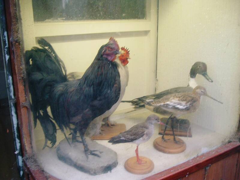 Bird taxidermy shop in old city in Decize.
