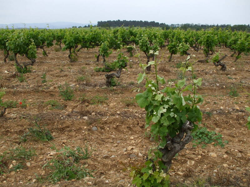 Canal du Midi between La Redorte and Trèbes.