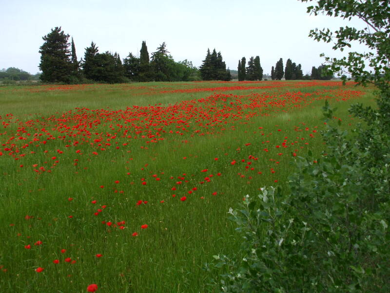 ALT: Field of red poppies at Port Cassafières.