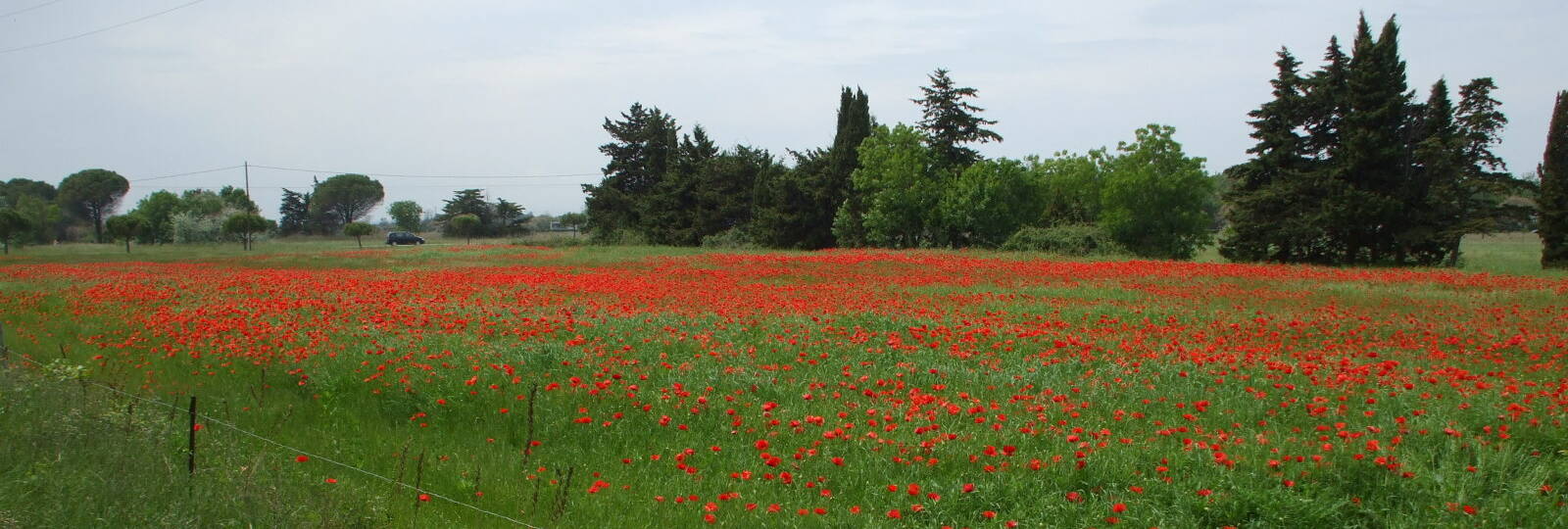 Field of poppies near Port Cassafieres and Portiragnes Plage.
