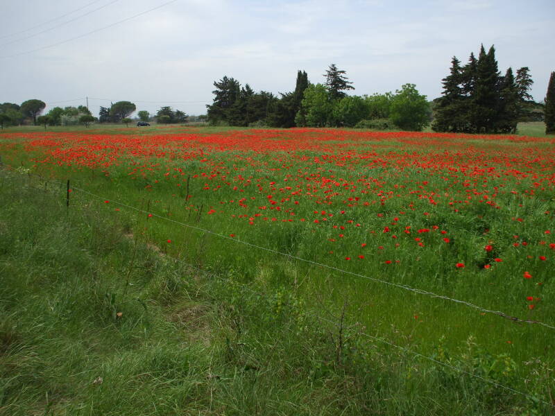 ALT: Field of red poppies at Port Cassafières.