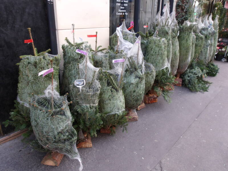 Christmas trees for sale in Paris.