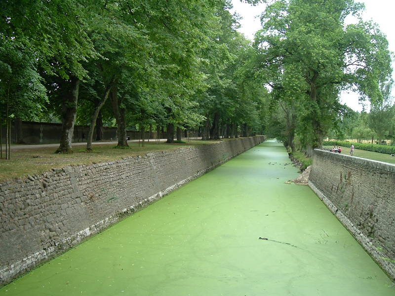 Duckweed covering the canal surrounding the gardens of Château Chenonceau.