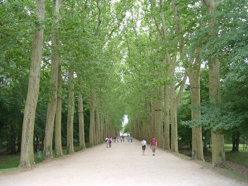 Plane trees lining a broad roadway leading to Château Chenonceau.