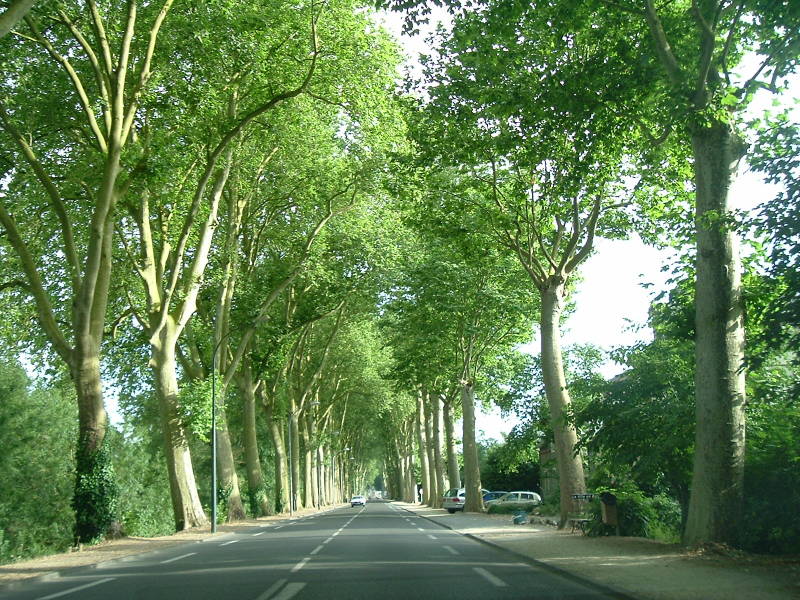Plane trees line the road from Chinon back through Montsoreau to Saumur.