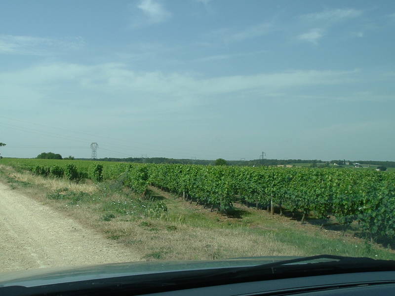 Vineyards near Monsoreau along the Loire river.