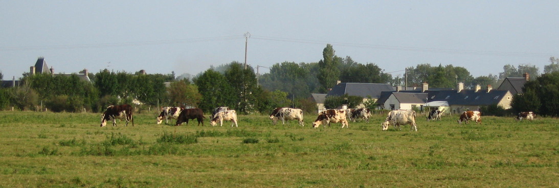 Normandy dairy cattle producing the milk used to make Norman cheese and butter.