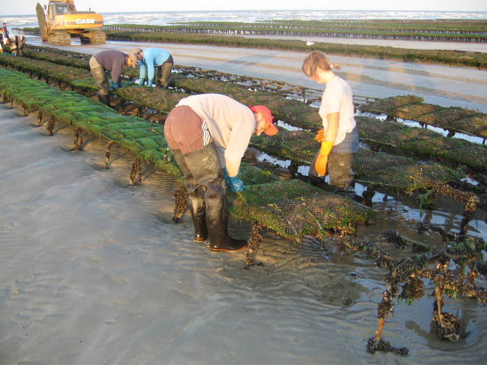 Monthly oyster bed work on Utah Beach.  Many steel frames holding mesh bags filled with oysters.  Being turned by young French workers.