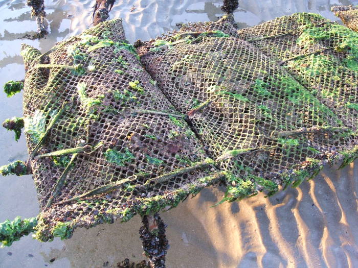Monthly oyster bed work on Utah Beach.  Detail of a steel frame holding a mesh bag filled with oysters.