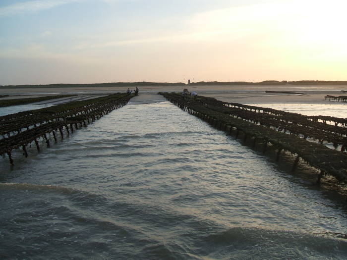 Looking toward the beach from the low-water line on Utah Beach.  Several long rows of oyster beds on either side.