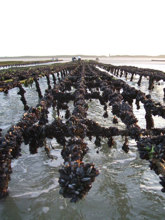 Looking toward the beach from the low-water line on Utah Beach.  Unused oyster frames covered with mussels in the foreground.
