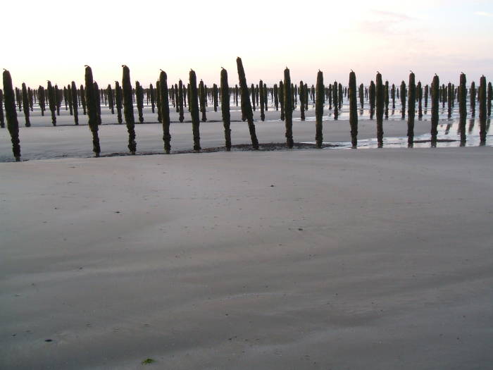 Moules-poles, mussel poles on Utah Beach.  Several long rows of a mussel farm.