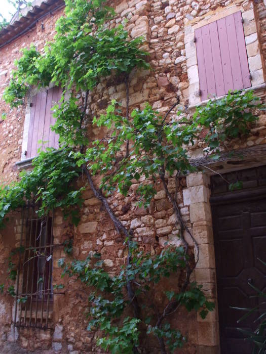 Grape vines on an ochre colored building in Roussillon.