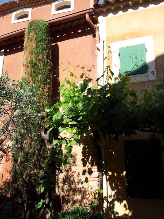 Grape vines and a cypress tree beside a building in Roussillon.