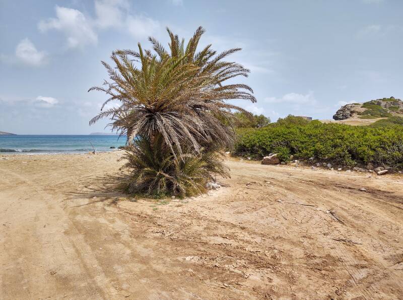 Palm tree on the beach at Itanos, ancient Greek port city near the northeastern tip of Crete.