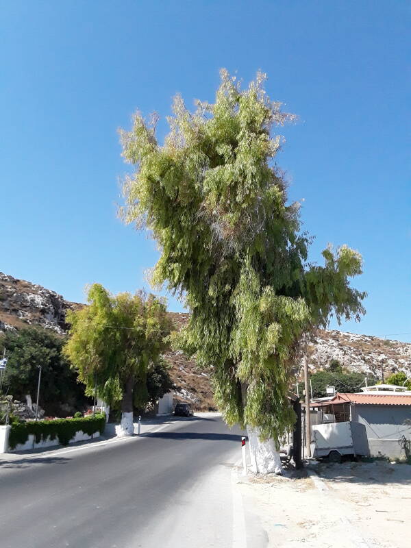 Willow tree with a whitewashed trunk.