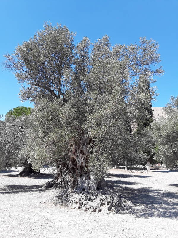 Ancient olive tree at Gortyn.