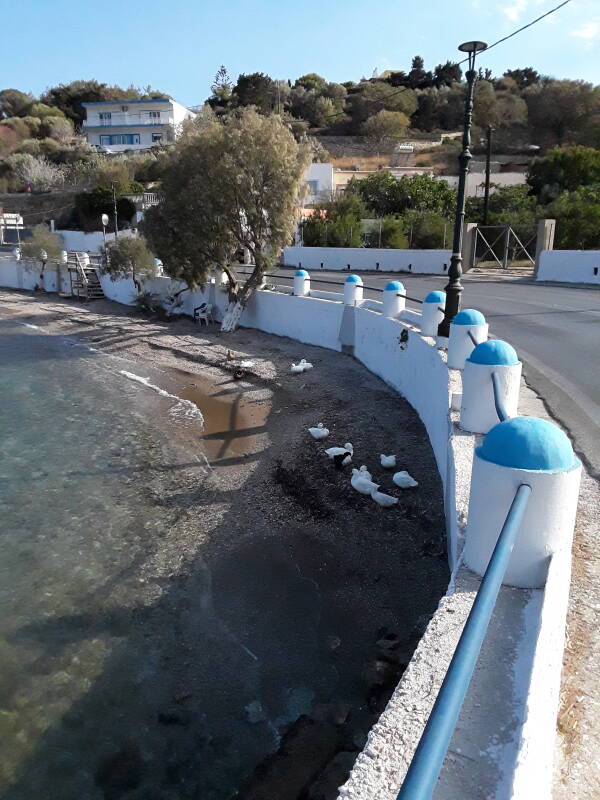Ducks below a white and blue guardrail along the road by the beach in Alinda on Leros.