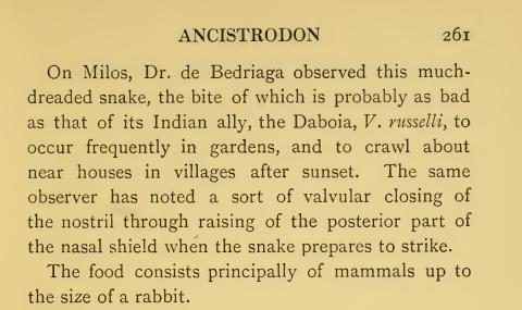 Portion of page 261 of 'The Snakes of Europe', saying: 'Dr. de Bedriaga observed this much dreaded snake, the bite of which is probably as bad as that of its Indian ally, the Daboia, Vipera russelli.'
