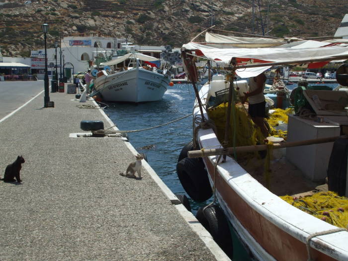 Cats await a fishy snack in the harbor on Ios island.
