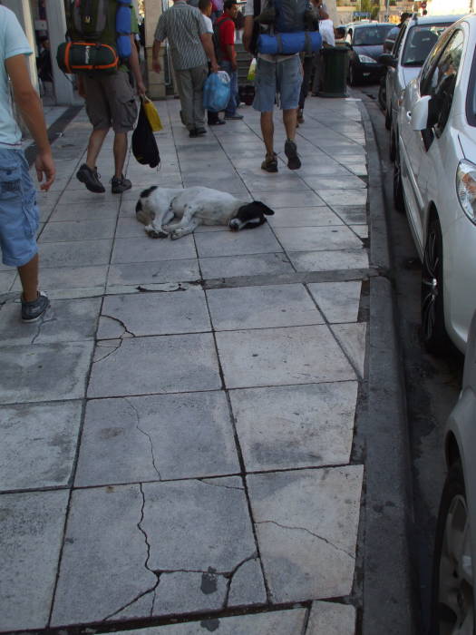 Stray dog sleeping on the sidewalk.