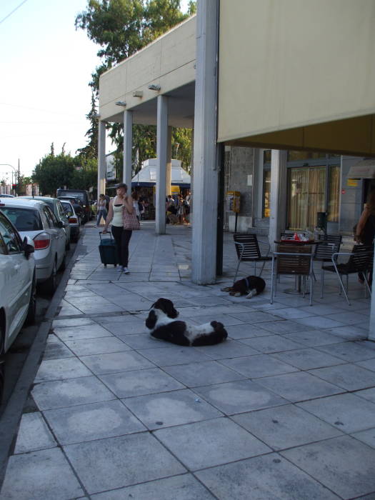 Two stray dogs sleeping on the sidewalk.