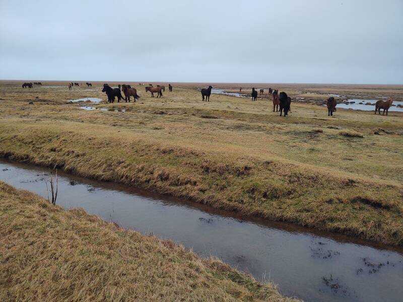Icelandic horses along Highway #1, the Ring Road, in southern Iceland.