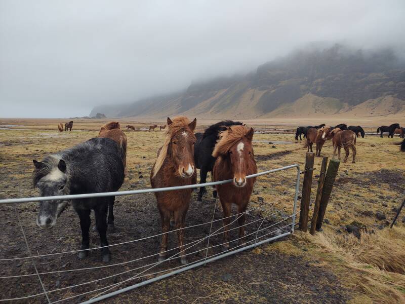 Icelandic horses along Highway #1, the Ring Road, in southern Iceland.