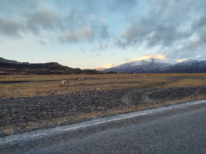 Reindeer along the road while crossing the Papafjörður and Lónsfjörður fjords.