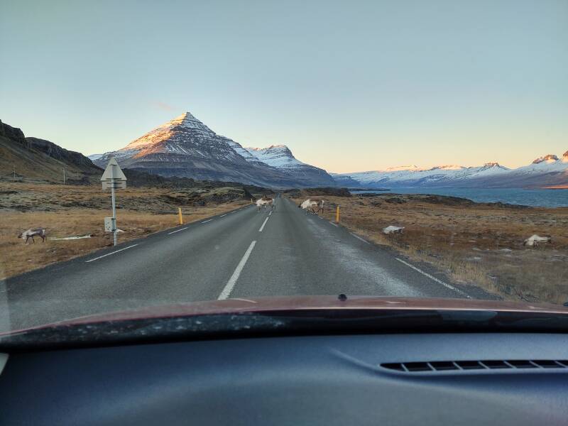 Reindeer crossing the highway near Djúpivogur.