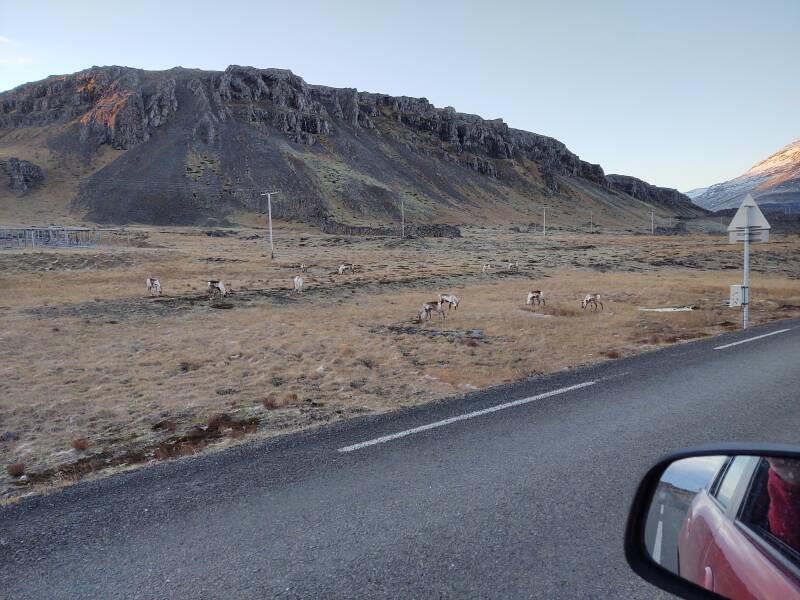 Reindeer crossing the highway near Djúpivogur.