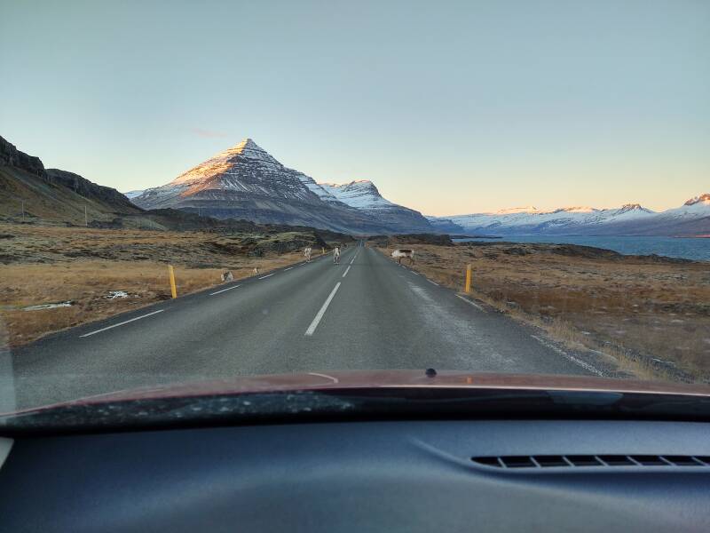 Reindeer crossing the highway near Djúpivogur.