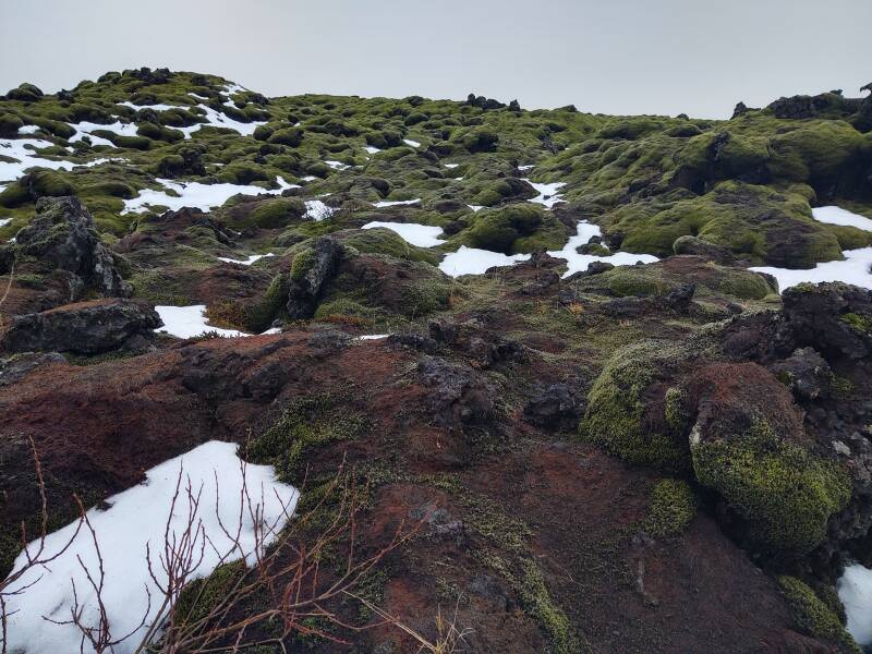 Moss and lichen along the Ring Road in Iceland.