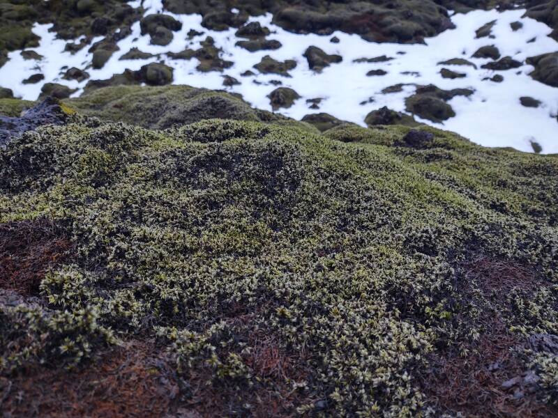 Moss and lichen along the Ring Road in Iceland.