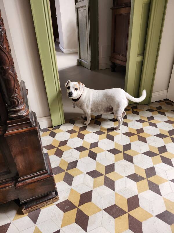 Palace dog.
