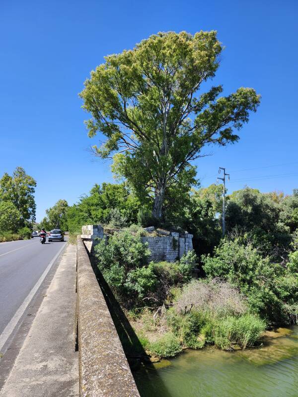 Tall tree growing out of an old bridge abutment.