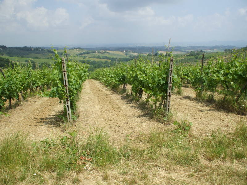 Vineyards outside Gan Gimignano in Tuscany.