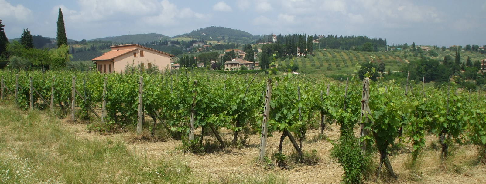 Vineyard near San Gimignano.