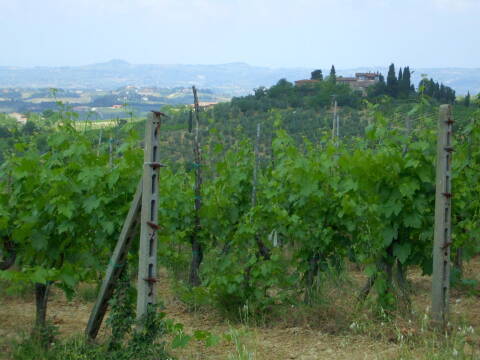Vineyard outside San Gimignano in Tuscany.