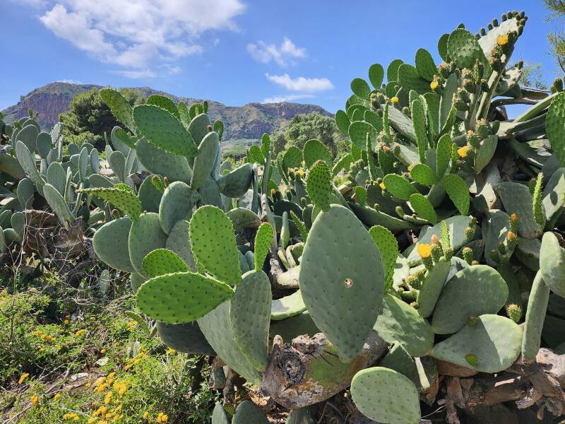 Volcano in the distance, cactus in foreground, in late afternoon sun.