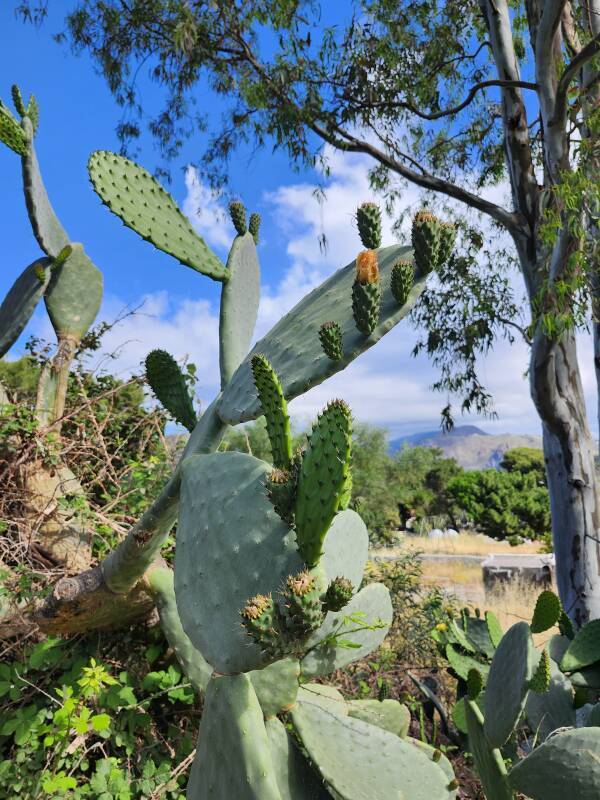 Cacti along the road on the edge of town.