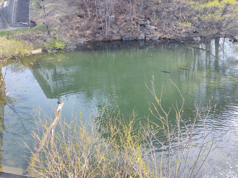 Koi in Yanagi-numa Pond, one of Goshi-ki-numa or the Five-Colored Lakes.