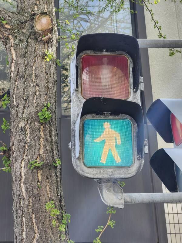 Blue 'walk' pedestrian signal light.