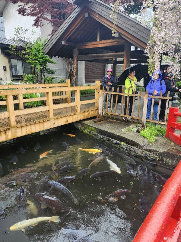 Colorful carp at Utou Jinja